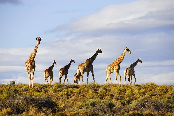 Aquila Game Reserve Safari With Wine Tasting, Transport & Lunch - Navigating Additional Costs
