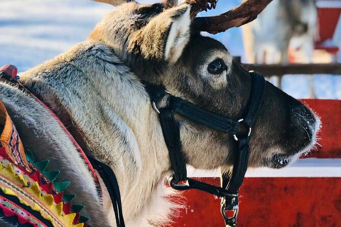 Arctic Huskies & Reindeers, Snowshoeing in Wildness - Booking and Cancellation
