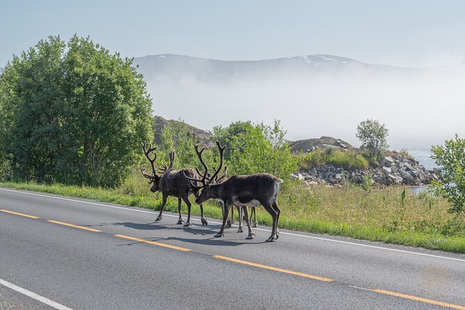 Arctic Roadtrip: Fjords With Scenic Picnic | Small Group 4x4 Van - Small Group Experience
