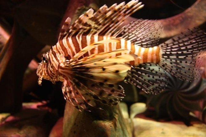 Atlantis Lost-Chamber Aquarium Dubai - Additional Information and Booking