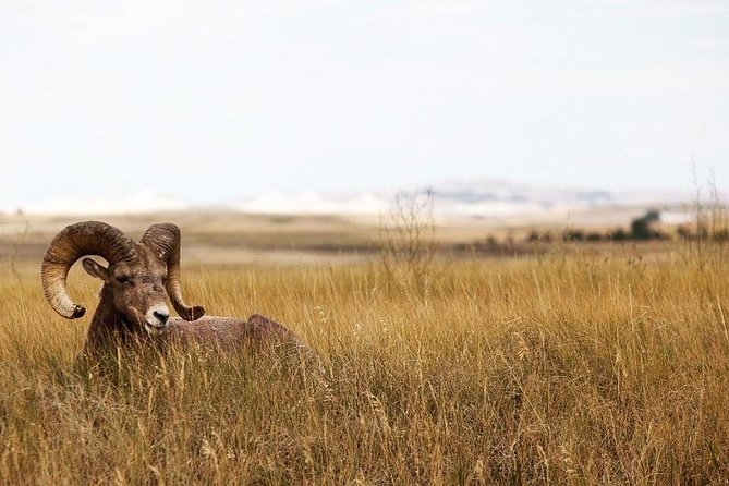 Badlands National Park by Bicycle - Private - Traveler Reviews and Ratings
