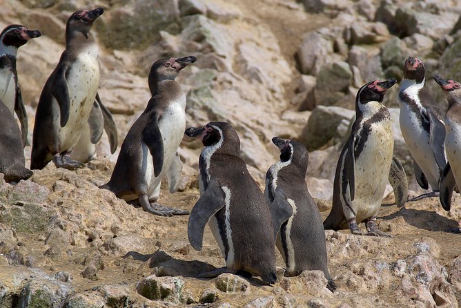 Ballestas Islands for Cruise Ship Passenger Paracas Harbour - Why Visit the Ballestas Islands