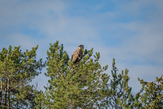 Bear and Arctic Animals 2 Day Trip From Rovaniemi - Additional Considerations