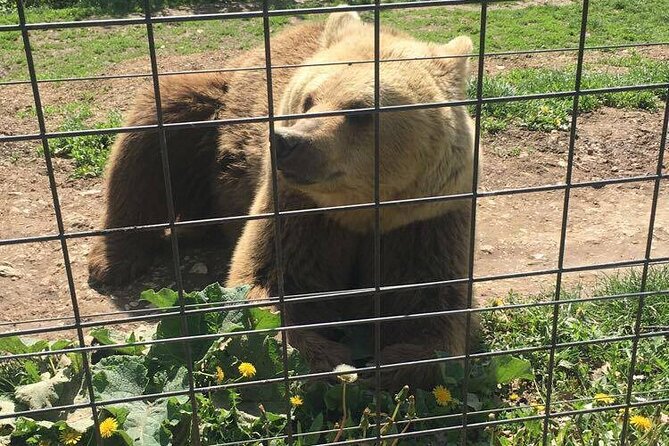 Bear Sanctuary and Bran Castle From Brasov - Bran Castle