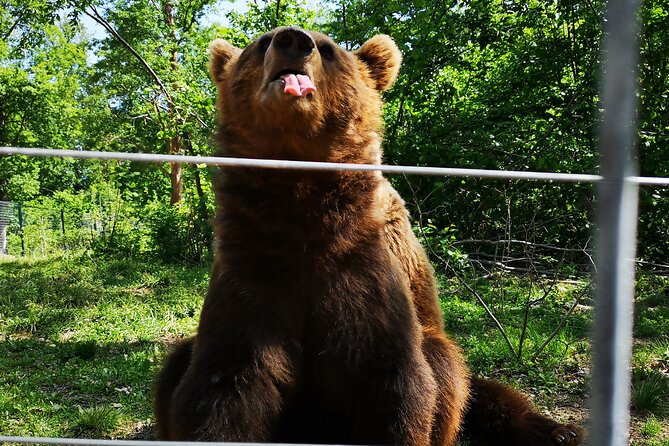 Bear Sanctuary, Bran Castle & Rasnov Fortress - Tour From Brasov - Traveler Reviews and Ratings