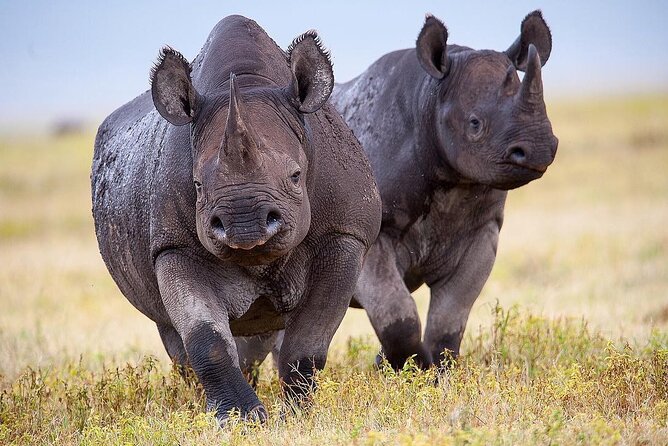Best 4 Days Tanzania Sharing Group Safari - Booking Information