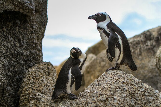 Best of Cape Town Cape Point and Wineries Combined Private Tour - Discovering Cape Point and the Cape of Good Hope