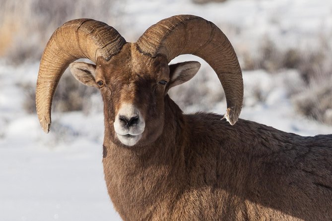 Best of Jackson Hole Wildlife Private Safari Tour - Sleigh Ride Through Elk Refuge