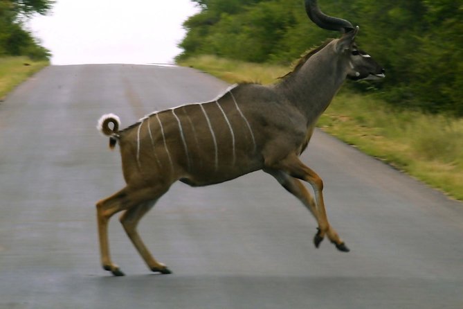 BIG 5 Kruger 3 Days Safari From Johannesburg - Frequently Asked Questions