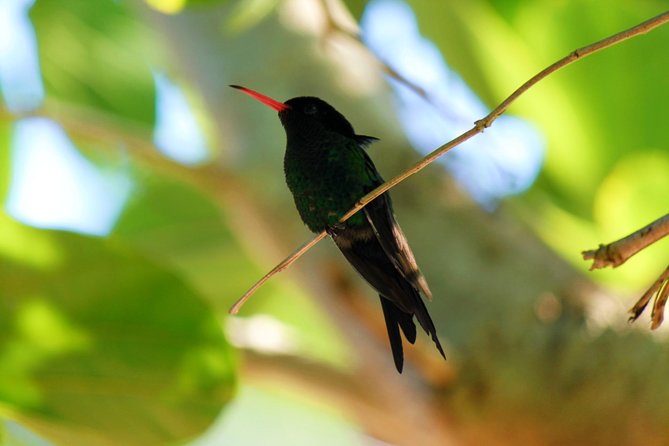 Bird Feeding Sanctuary, Montego Bay Highlights and Columbus Park Day Adventure - Reservation and Cancellation Policy