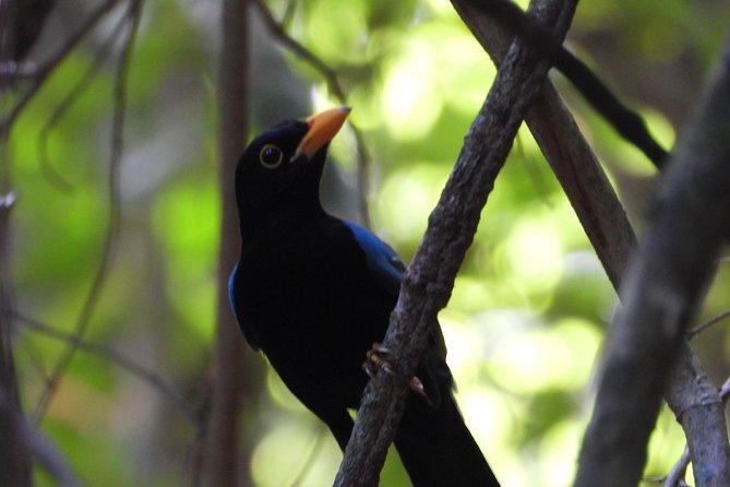 Birds of the Mayan World 1 - What to Bring