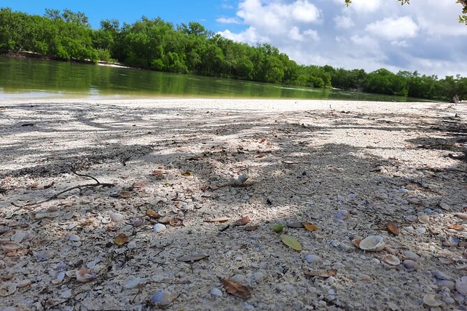 Birdwatching by Kayak in the Mangroves - Recommended for Nature Lovers