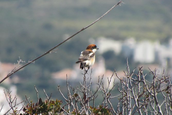 Birdwatching Day Around Sagres - Cancellation Policy and Refunds
