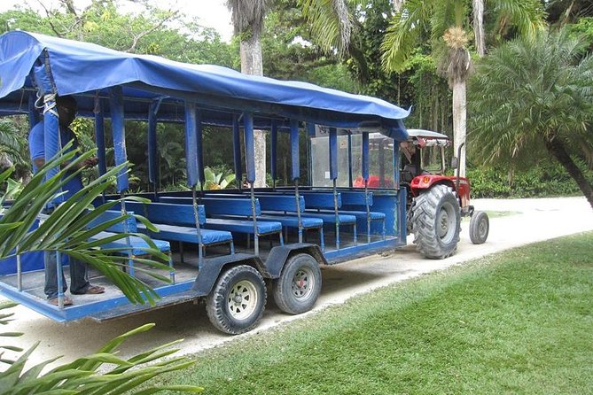 Black River Safari and YS Falls Tour From Negril - Swimming at YS Falls