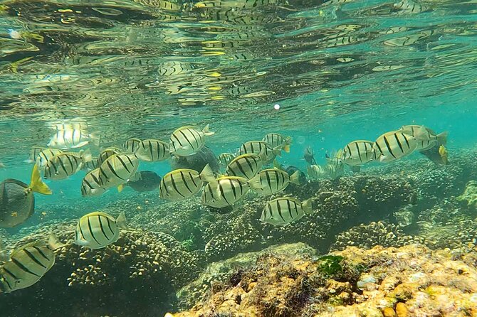 Boat Ride to the Arch and Snorkel - Frequently Asked Questions