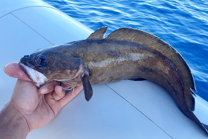 Brac and Solta Island Half Day Fishing Experience - What to Expect on the Tour