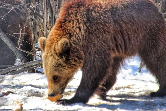 Brown Bear Sanctuary & Draculas Castle & Brasov - Private Tour From Bucharest - Reviews and Ratings