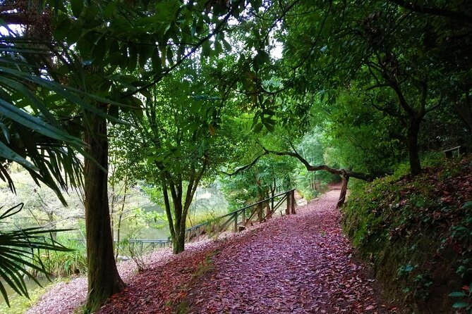 Bussaco Forest Walking Experience, Half Day From Coimbra - The Sum Up