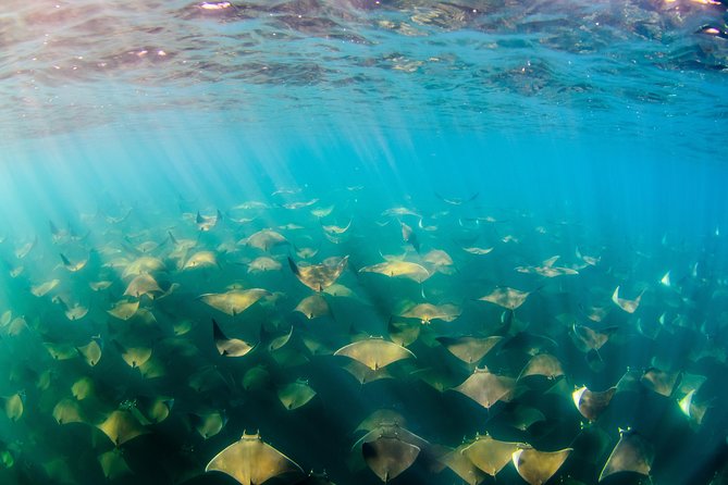 Cabo Pulmo National Park Snorkel Expedition From Cabo San Lucas - Marine Life Sightings