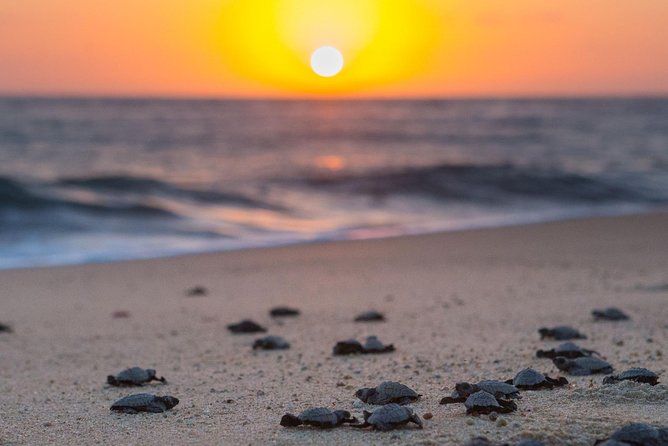 Cabo Turtle Release - Turtle Conservation Efforts