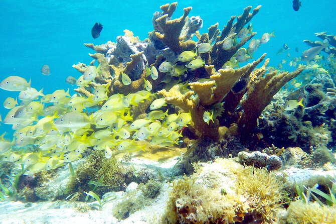 Cancun Snorkeling Adventure: Underwater Museum, Reef & Shipwreck - Frequently Asked Questions