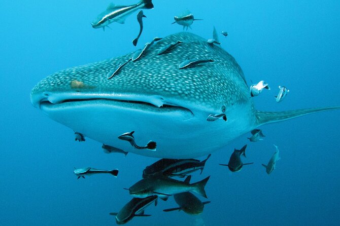 Cancun Whale Shark Encounter - Guide Expertise