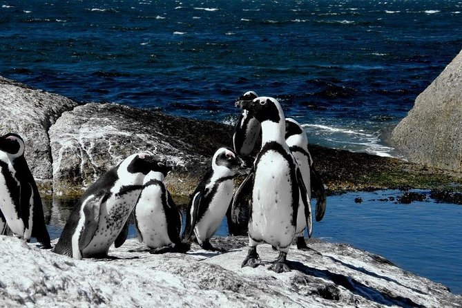 Cape of Good Hope, Cape Point & Penguins, Private Morning Tour - Pricing and Booking