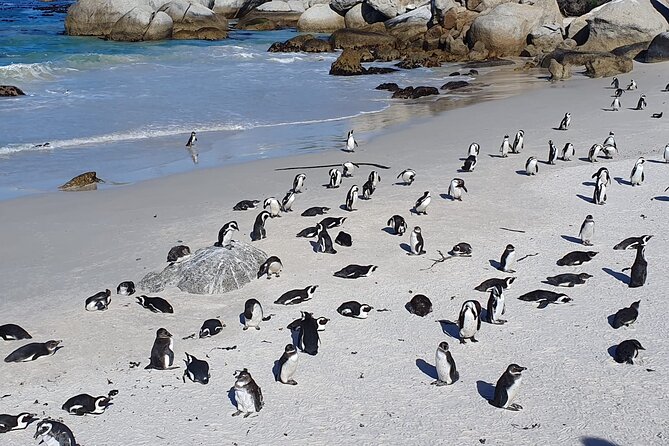 Cape of Good Hope & Penguins From Cape Town Full-Day Private Tour - Traveler Reviews and Host Response