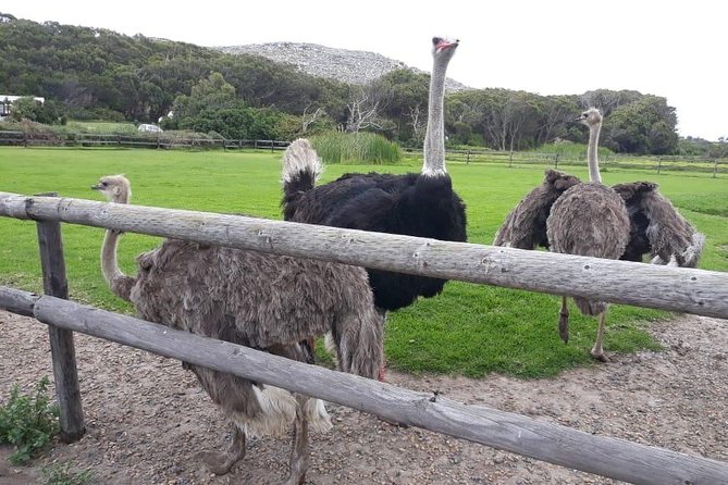 Cape Point, Boulders Beach in Private Car Entrance Fees Included - Tips for Travelers