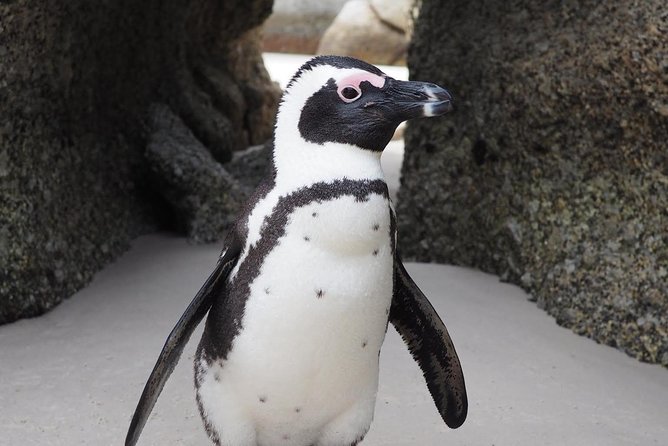 Cape Town Peninsula Day Tour ( Cape Point/Boulders/Wine Tasting) - Customer Reviews and Ratings