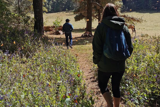 Cerro Pelon Monarch Butterfly Sanctuary. - Frequently Asked Questions