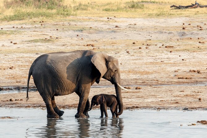 Chobe Day Trip From Victoria Falls - Frequently Asked Questions