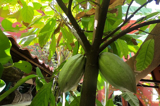 Chocolate Factory, Mayan Culture, Flavored Tequila & Tacos. - Frequently Asked Questions
