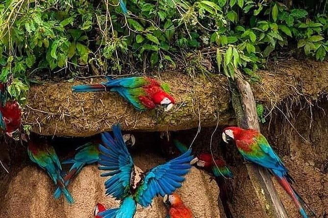 Chuncho Macaw Clay Lick Full Day - Alternative Package