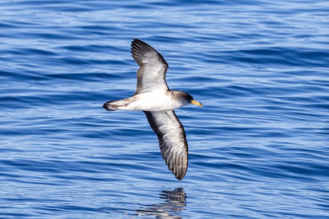 Coastal Boat Tour Ribeira Grande Review - Boat Tour Experience