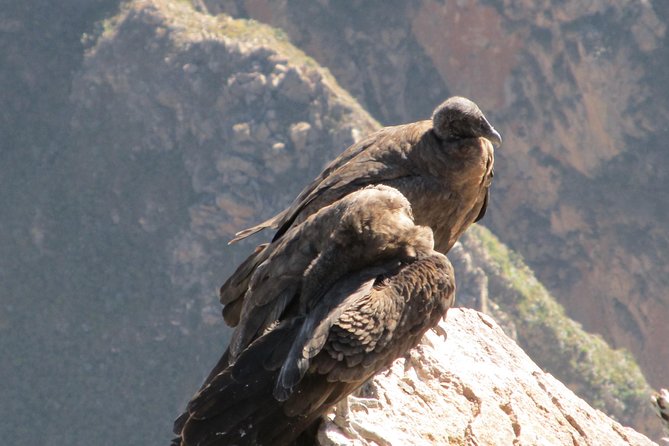 Colca Canyon Sightseeing Tour 2-Day 1-Night - Suggested Improvements