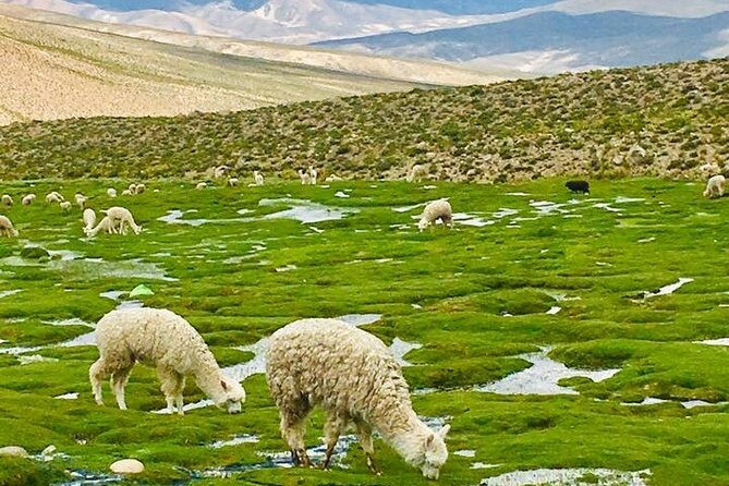 Colca Canyon Tour 2d Short Hiking + Overnight in Small Village Ending in Puno - Reviews and Ratings