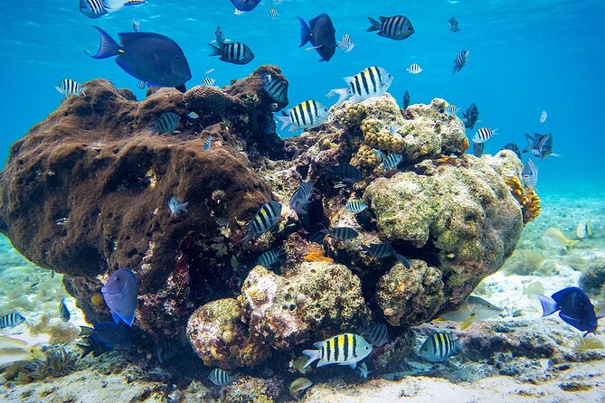 Cozumel Starfish and Tropical Reef Snorkeling by Powerboat With Lunch - Snorkeling Experience