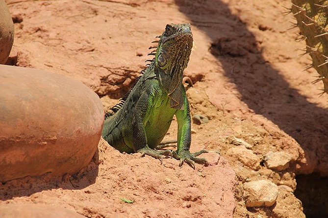 Crocoparc Tour in Agadir - Visitor Feedback and Ratings