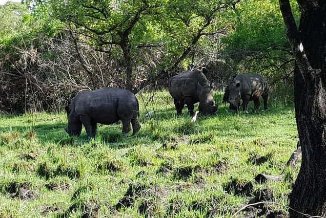 Day Tour Of Ziwa Rhino Sanctuary and Wildlife Ranch - ZIWA RHINO TREKKING - Tour Booking and Pricing