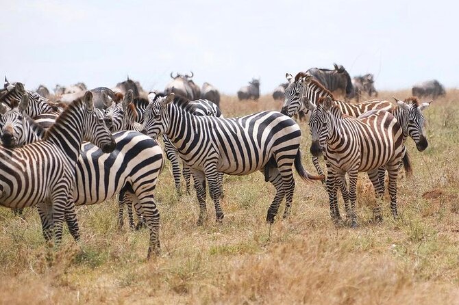 Day Trip Safari to Mikumi National Park - Returning to Zanzibar