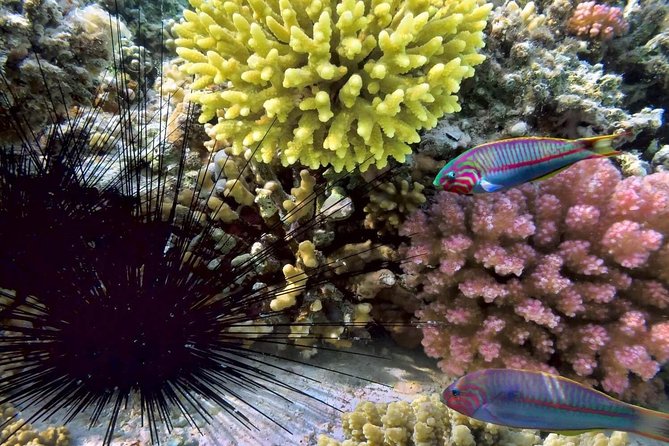 Day Trip to Koh Nangyuan & Koh Tao by Insea Speedboat From Koh Samui - Exploring Koh Tao