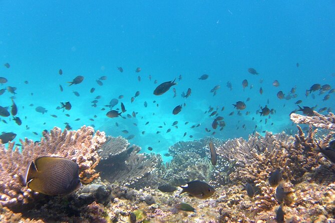 Daymaniyat Island Natural Reserve and Dolphin Watching - Local Insights and Attractions