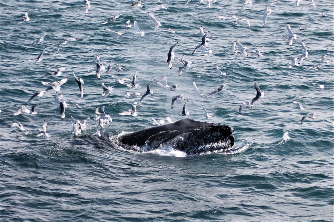 Deluxe Whale Watching and Whales of Iceland Exhibition Combo From Reykjavik - Additional Information