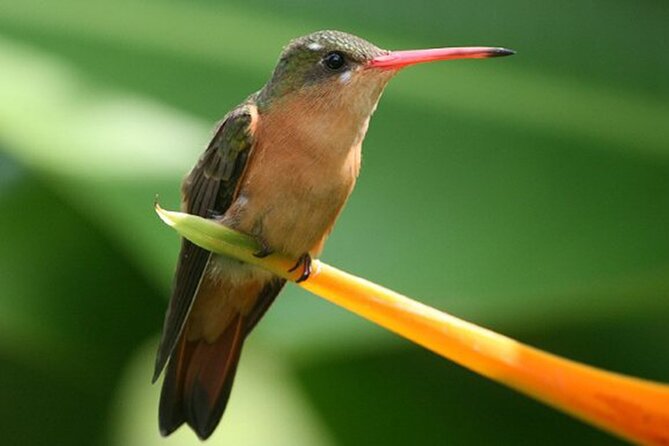 Desembocada and Ameca River Bird Paradise (Wetland and Tropical Birds in Pv) - Preparing for the Birding Adventure