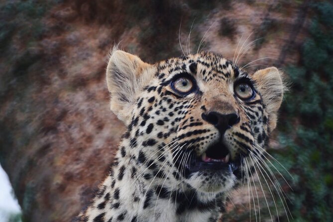 Discover the Group Joining for 5-Day Tanzania Safari in 2025 - Frequently Asked Questions