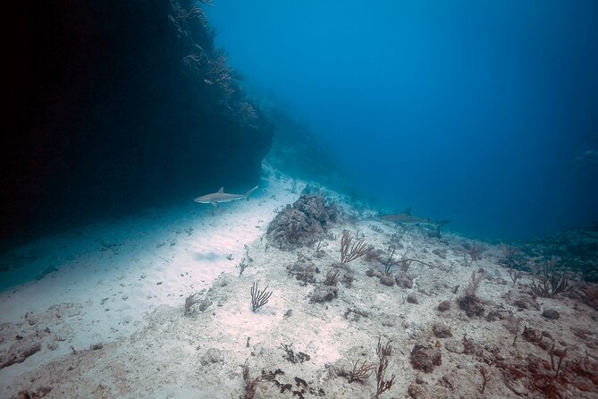 DiveCarib - An Eco-Friendly Certified Diver Trip in Antigua - Eco-Friendly Commitment