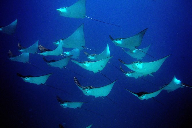 Diving in Cancun for Certified Divers | 2 Dives | All Inclusive - Personalized Guidance by Experts