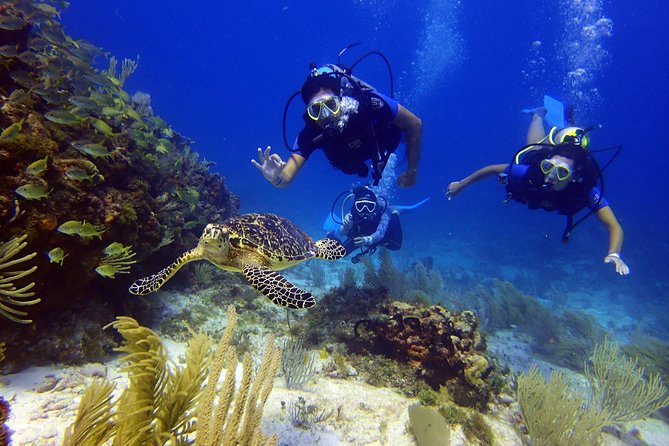 Diving in the Mexican Caribbean for Beginners | 2 Tanks 2 Dives | All Inclusive - Suitability for Beginners