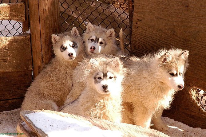 Dogsled Adventure in Mont-Tremblant - Preparing for Your Adventure